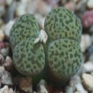 Ngryise 18pcs a set c. neohallii siluerfontein Flower seed
