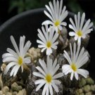 Ngryise 18pcs a set c.Pellucida Flower seed