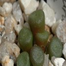 Ngryise 18pcs a set Cononphytum obscurum subsp. vitreopapillum Flower seed
