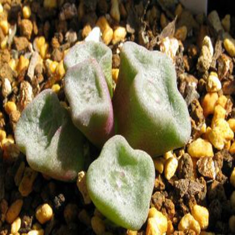 Ngryise 18pcs a set Conophytm cubicum Pavelka Flower seed