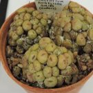 Ngryise 18pcs a set Conophytum angelicae subsp. angelicae GM 183 Flower seed