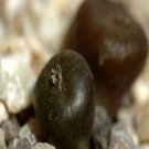 Ngryise 18pcs a set Conophytum arturolfago S.A.Hammer Flower seed