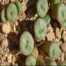 Ngryise 18pcs a set Conophytum auriflorum Tischer Flower seed
