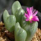 Ngryise 18pcs a set Conophytum bicarinatum Flower seed