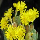 Ngryise 18pcs a set Conophytum bilobum 'approximatum' Flower seed