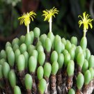 Ngryise 18pcs a set Conophytum bilobum　subsp. altum　(L.Bolus) S.A.Hammer Flower seed