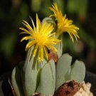 Ngryise 18pcs a set Conophytum bilobum subsp. bilobum var. muscosipapillatum Flower seed