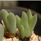 Ngryise 18pcs a set Conophytum bilobum subsp. claviferens S.A.Hammer Flower seed