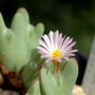 Ngryise 18pcs a set Conophytum bilobum subsp. gracilistylum Flower seed