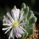 Ngryise 18pcs a set Conophytum blandum L.Bolus Flower seed