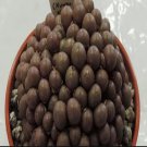 Ngryise 18pcs a set Conophytum brunneum S. A. Hammer Flower seed
