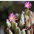 Ngryise 18pcs a set Conophytum chauviniae Flower seed