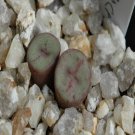 Ngryise 18pcs a set Conophytum chrisocruxum Hammer Flower seed