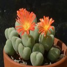 Ngryise 18pcs a set Conophytum cinereo viride Flower seed