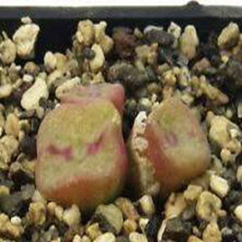 Ngryise 18pcs a set Conophytum cubicum Eksteenfontein Flower seed