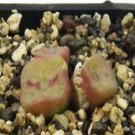 Ngryise 18pcs a set Conophytum cubicum Eksteenfontein Flower seed