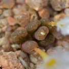 Ngryise 18pcs a set Conophytum cupreatum v. terrestre LAV 25793 Flower seed