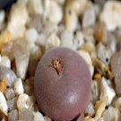 Ngryise 18pcs a set Conophytum depressum subsp. perdurans Flower seed