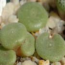 Ngryise 18pcs a set Conophytum ernstii subsp. ernstii Flower seed