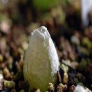 Ngryise 18pcs a set Conophytum hammeri G.Williamson Flower seed