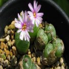 Ngryise 18pcs a set Conophytum hermarium Flower seed