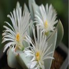 ProQgf 18pcs a set Conophytum herreanthus subsp. herreanthus seed