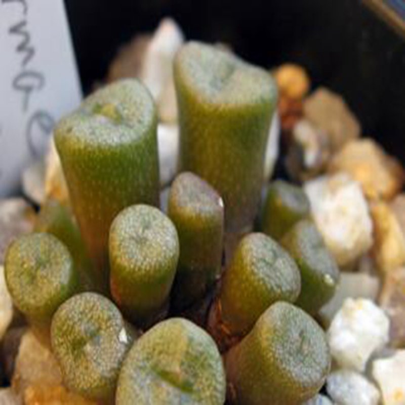 ProQgf 18pcs a set Conophytum irmae seed