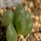 ProQgf 18pcs a set Conophytum jarmilae J.J.Halda seed