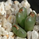 ProQgf 18pcs a set Conophytum longibracteatum L.Bolus seed