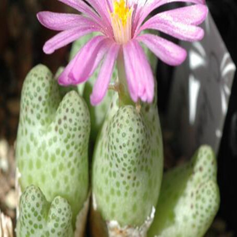 ProQgf 18pcs a set Conophytum marginatum var. haramoepense seed