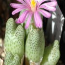 ProQgf 18pcs a set Conophytum marginatum var. haramoepense seed