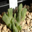 ProQgf 18pcs a set Conophytum marginatum var. littlewoodii seed