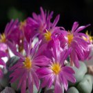 ProQgf 18pcs a set Conophytum minutum var. minutum seed