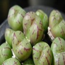 ProQgf 18pcs a set Conophytum obcordellum ssp. obcordellum var. obcordellum lambertense seed