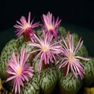 ProQgf 18pcs a set Conophytum obcordellum subsp. obcordellum var. cerecianum spectabile seed