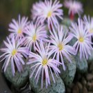 ProQgf 18pcs a set Conophytum obcordellum subsp. obcordellum var. ceresianum seed