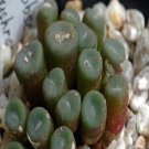 ProQgf 18pcs a set Conophytum obscurum subsp. barbatum seed