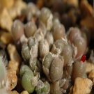 ProQgf 18pcs a set Conophytum pubicalyx Lavis seed