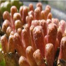 ProQgf 18pcs a set Conophytum reconditum ARM1266 seed