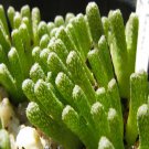 ProQgf 18pcs a set Conophytum reconditum SB1317 seed