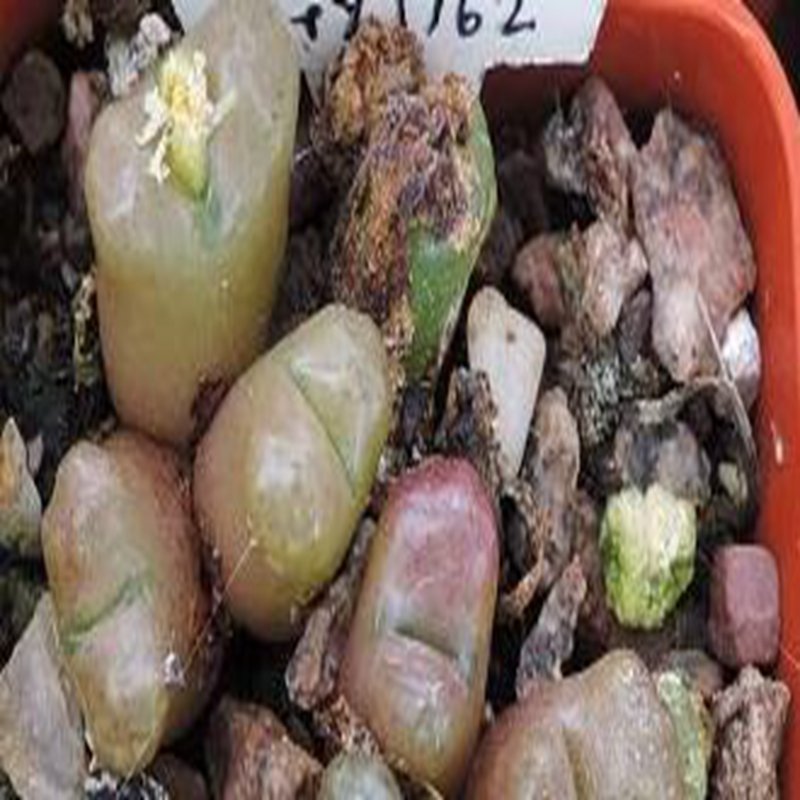 ProQgf 18pcs a set Conophytum roodiae N. E. Br. seed