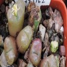 ProQgf 18pcs a set Conophytum roodiae N. E. Br. seed