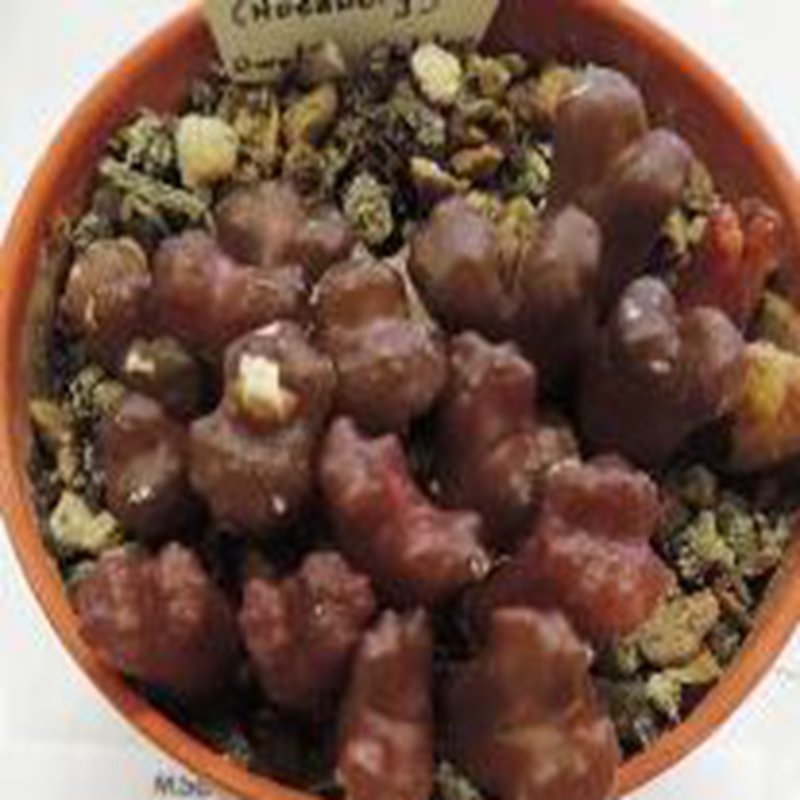 ProQgf 18pcs a set Conophytum roodiae subsp. roodiae TS 728 seed