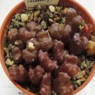 ProQgf 18pcs a set Conophytum roodiae subsp. roodiae TS 728 seed