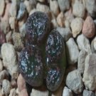ProQgf 18pcs a set conophytum sb 1059 seed