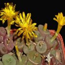 ProQgf 18pcs a set Conophytum smaleorum seed