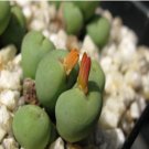 ProQgf 18pcs a set Conophytum stevens-jonesianum seed