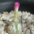 ProQgf 18pcs a set Conophytum subterraneum T.Smale seed