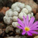 ProQgf 18pcs a set Conophytum swanepoelianum subsp. proliferans TS 498 seed
