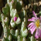 ProQgf 18pcs a set Conophytum tantillum subsp. helenae seed